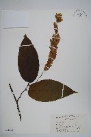 川黔千金榆藏品圖，第1張