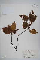 糙皮樺藏品圖，第1張