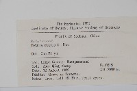 糙皮樺藏品圖，第2張