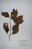 榿木藏品圖，第1張