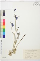 展毛翠雀花藏品圖，第1張