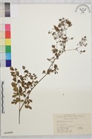 長柄唐松草、擬散花唐松草藏品圖，第1張