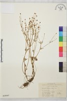 高原毛茛藏品圖，第1張