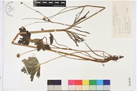 草玉梅藏品圖，第1張