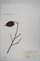 雷公鵝耳櫪藏品圖，第1張