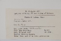 雷公鵝耳櫪藏品圖，第2張