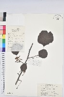 領春木藏品圖，第1張