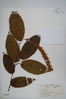 川黔千金榆藏品圖，第1張