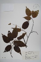 雷公鵝耳櫪藏品圖，第1張