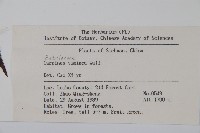 雷公鵝耳櫪藏品圖，第2張