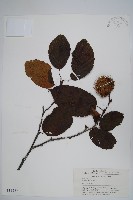 刺榛藏品圖，第1張