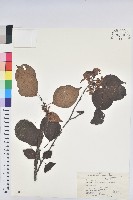 領春木藏品圖，第1張