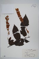 川黔千金榆藏品圖，第1張