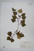 白樺、粉樺、臭樺藏品圖，第1張