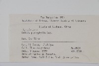 白樺、粉樺、臭樺藏品圖，第2張