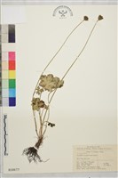 毛茛狀金蓮花藏品圖，第1張