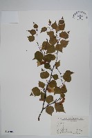 白樺、粉樺、臭樺藏品圖，第1張