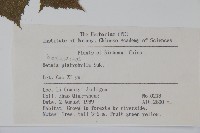 白樺、粉樺、臭樺藏品圖，第2張