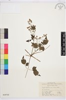 楊子鐵線蓮藏品圖，第1張