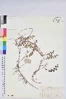 銅錢葉白珠藏品圖，第1張