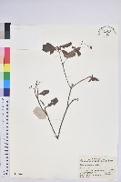 燈籠花藏品圖，第1張