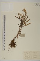 抱莖籟簫藏品圖，第1張