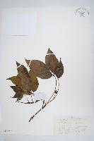 藤五加藏品圖，第1張