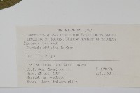 川牛膝藏品圖，第2張