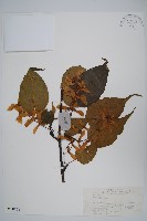 青榨槭藏品圖，第1張