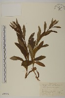 黃腺香青藏品圖，第1張