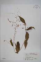 絲裂沙參藏品圖，第1張