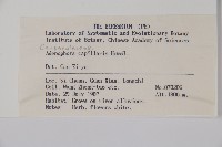 絲裂沙參藏品圖，第2張