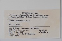 直穗小蘗藏品圖，第2張