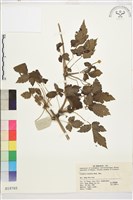 繡球藤藏品圖，第1張