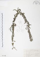 美洲假蓬藏品圖，第1張