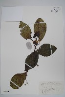 光葉粗糠樹藏品圖，第1張