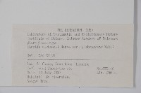 光葉粗糠樹藏品圖，第2張