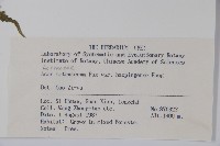 蒿蘋四蕊槭藏品圖，第2張