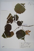 蒿蘋四蕊槭藏品圖，第1張