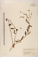 馬蘭藏品圖，第1張