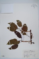 京梨獼猴桃藏品圖，第1張