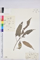 粗糠柴藏品圖，第1張