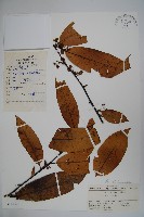 朱紅水木藏品圖，第1張