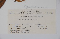 朱紅水木藏品圖，第2張