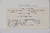 海南冬青藏品圖，第2張