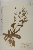 燈豎朽藏品圖，第1張