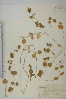 荷蓮豆草、菁芳草藏品圖，第1張