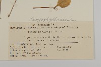 荷蓮豆草、菁芳草藏品圖，第2張
