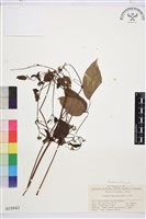 小蓑衣藤藏品圖，第1張