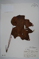 葡萄秋海棠藏品圖，第1張